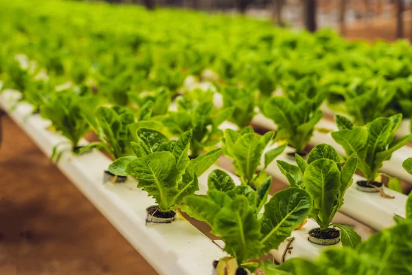 Hidroponik Sebze Salata Çiftliği Bitki Yetiştirmek Için Hidrofonik Yöntem Sebze — Stok fotoğraf