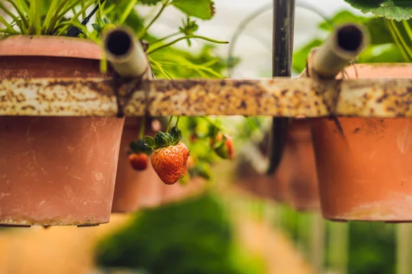 Nahaufnahme Von Frischen Bio Erdbeeren Töpfen Die Auf Dem Bauernhof — Stockfoto