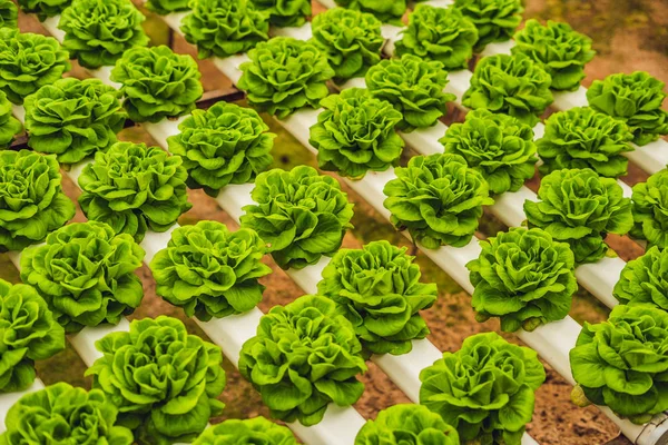 Taze marul yaprakları, portre. Marul salata bitkileri, hydroponic bırakır. Organik gıda, tarım ve hydroponic kavramı
