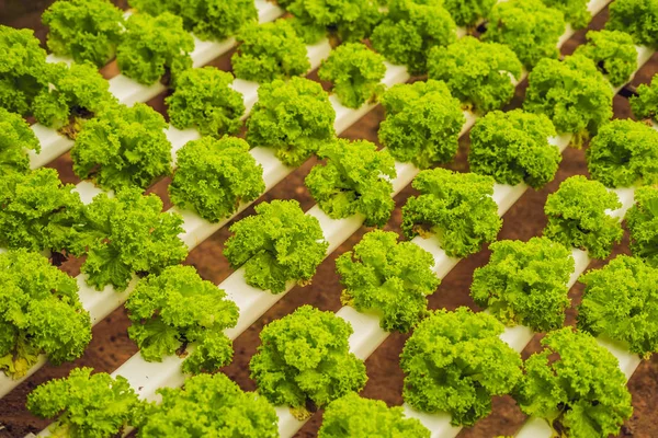 Hydroponische Groente Salade Boerderij Hydrocultuur Methode Van Het Kweken Van — Stockfoto