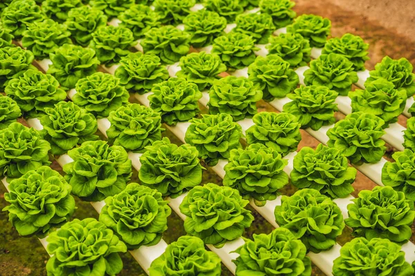 Taze marul yaprakları, portre. Marul salata bitkileri, hydroponic bırakır. Organik gıda, tarım ve hydroponic kavramı