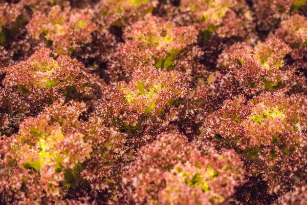 Red coral salad, Salad organic hydroponic farm, Red Leaves Lettuce, Red Oak. Fresh red oak lettuce.