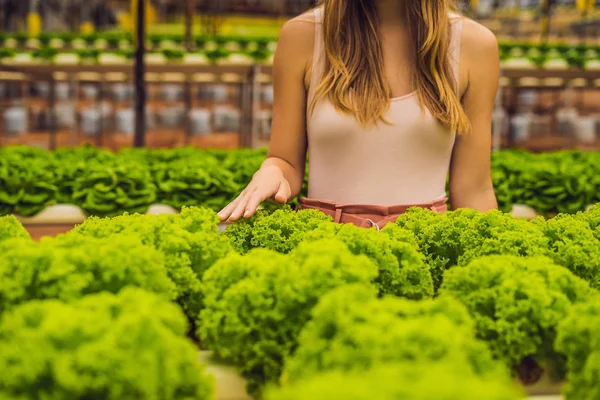 Fiatal Női Farmer Növények Hidroponikus Saláta Gazdaságban Kutatása Mezőgazdaság Tudós — Stock Fotó