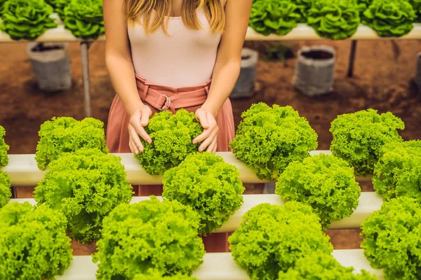 Salata bakım elinde. Hydroponic sebzeler salata çiftlik. Büyüyen bitkiler sebze salatası grupta, susuz toprak Hydroponics yöntemi. Hydroponic marul hydroponic boru.