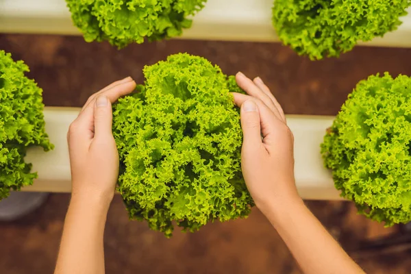 Salade Zorgzame Handen Hydroponic Groenten Salade Boerderij Methode Van Hydrocultuur — Stockfoto