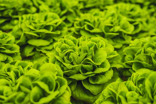 Taze marul yaprakları, portre. Marul salata bitkileri, hydroponic bırakır. Organik gıda, tarım ve hydroponic kavramı