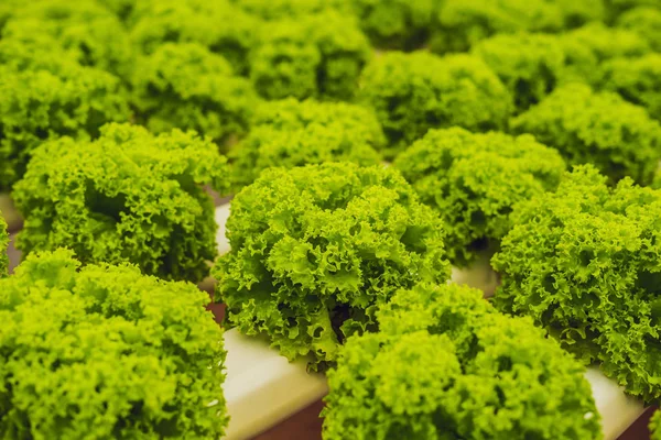Hydroponische Groente Salade Boerderij Hydrocultuur Methode Van Het Kweken Van — Stockfoto