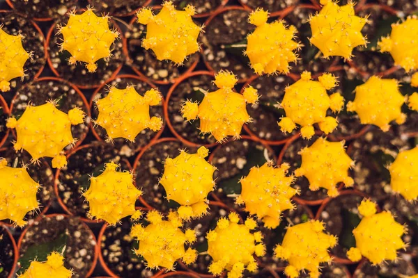 Modello Sfondo Cacti Primo Piano Piccoli Cactus Vaso — Foto Stock