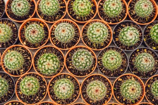 Modello Sfondo Cacti Primo Piano Piccoli Cactus Vaso — Foto Stock