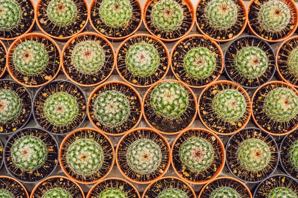 Cacti background pattern. Closeup of small cacti in pots.