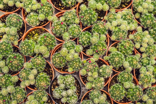 Kaktüsler arka plan deseni. Tencere küçük kaktüsler closeup.