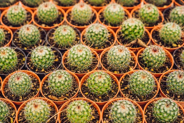 Kaktüsler arka plan deseni. Tencere küçük kaktüsler closeup.