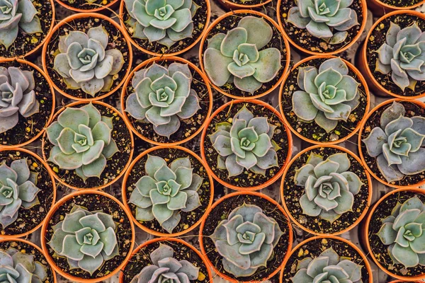 Cacti background pattern. Closeup of small cacti in pots.