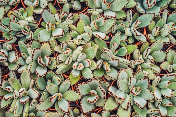 Modello Sfondo Cacti Primo Piano Piccoli Cactus Vaso — Foto Stock