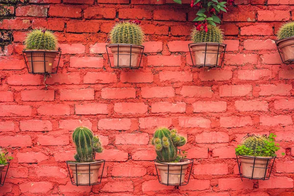 Kaktusar Bakgrundsmönster Närbild Små Kaktusar Krukor — Stockfoto