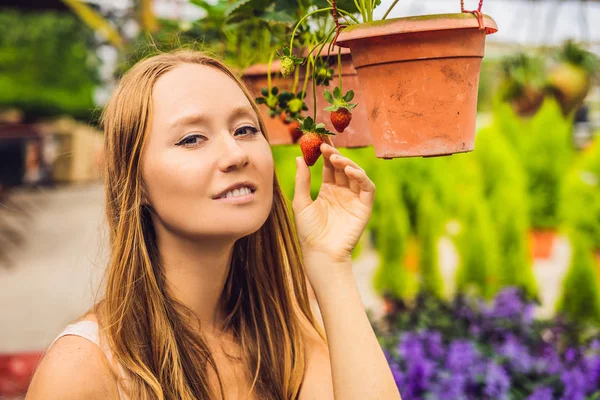 Glad Ung Kvinna Samlar Färska Jordgubbar Trädgården — Stockfoto