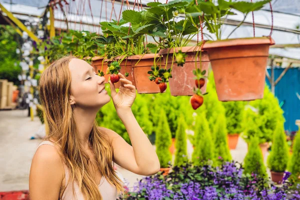 Glad Ung Kvinna Samlar Färska Jordgubbar Trädgården — Stockfoto