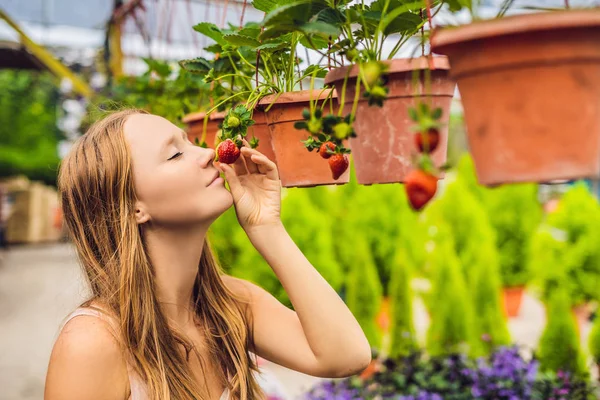 Glad Ung Kvinna Samlar Färska Jordgubbar Trädgården — Stockfoto