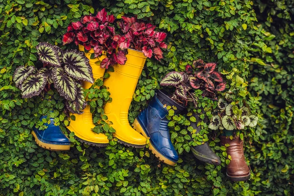 Rubber boots are yellow, blue and brown in the green leaves