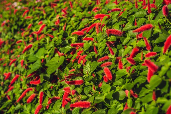 Flammende Blumen Rot Flauschig Wie Eine Raupe — Stockfoto