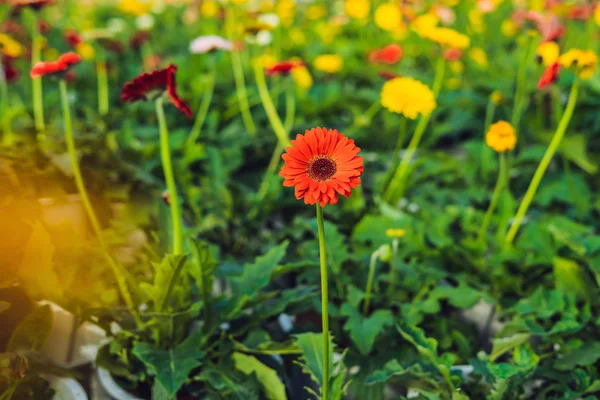 Cultivo Flores Invernaderos Invernadero Con Gerbers Margarita Flores Plantas Invernadero — Foto de Stock