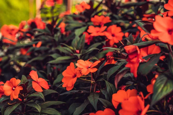 Kırmızı Çiçekler Yeşil Yaprakları Doku — Stok fotoğraf