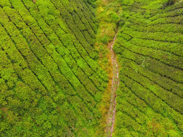 Luftaufnahme Der Teeplantage Bei Tag Drohnenschuss — Stockfoto