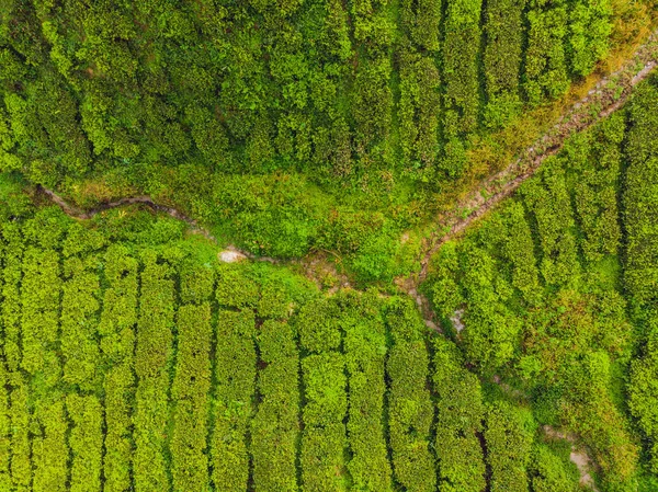 Vista Aérea Plantação Chá Durante Dia Drone Disparado — Fotografia de Stock