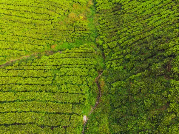 Vue Aérienne Plantation Thé Jour Drone Shot — Photo