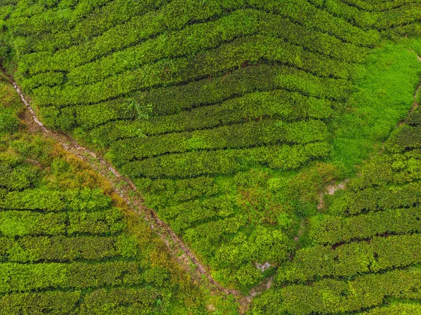 Luftaufnahme Der Teeplantage Bei Tag Drohnenschuss — Stockfoto