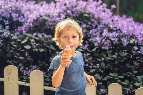 소년은 라벤더 필드의 배경에 라벤더 아이스크림을 먹는다 — 스톡 사진