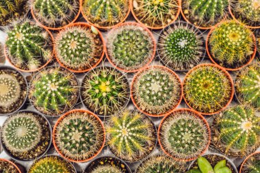 Kaktüsler arka plan deseni. Küçük kaktüsler tencere.