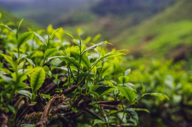 Yeşil çay tomurcuğu ve taze yapraklar. Çay tarlaları.