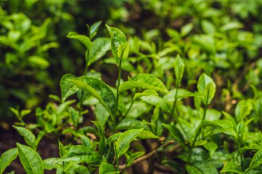 Yeşil çay tomurcuğu ve taze yapraklar. Çay tarlaları.