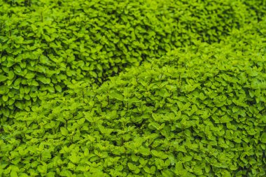 Nane saç ekimi için arka plan, taze nane alan dikim sebze büyüyen organik.