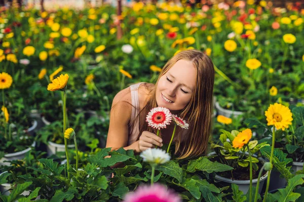 ガーベラの農場で若い女性 花の温室で栽培 Gerbers の温室 デイジーの花の温室で植物 — ストック写真