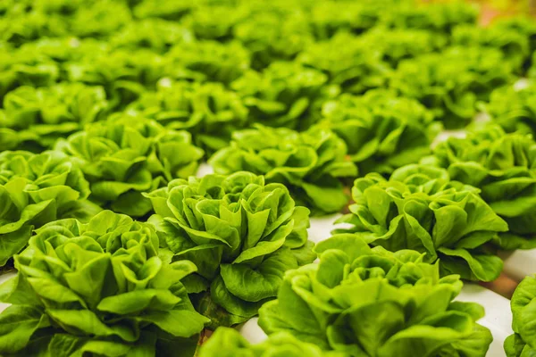 新鮮なレタスの葉 クローズ アップ バターヘッド レタス サラダ工場 水耕野菜を葉します 有機食品 水耕コンセプト — ストック写真