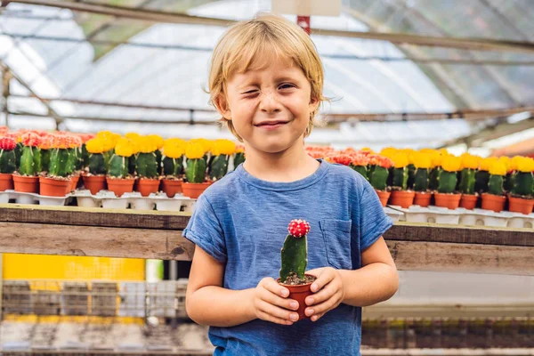 Kaktüs Çocuk Elinde Küçük Çocuk Onun Houseplant Kaktüs Sarılma — Stok fotoğraf