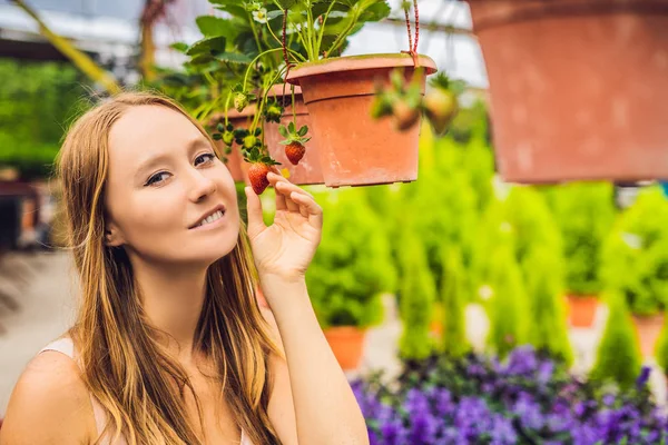 Mulher Feliz Coletando Morangos Frescos Jardim — Fotografia de Stock