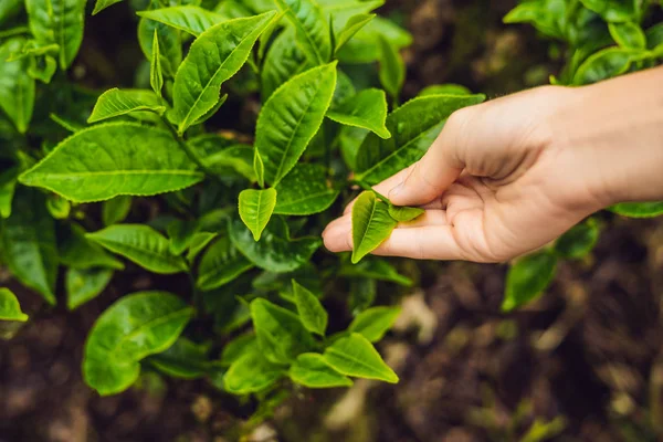 Ręka Zbierając Herbaty Pozostawia Plantacji Herbaty Dla Produktu Naturalne Herbaty — Zdjęcie stockowe