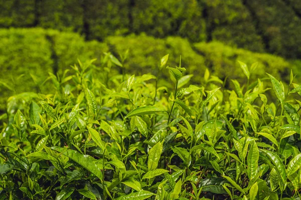 Zöld Teabimbó Friss Levelek Teaültetvények — Stock Fotó