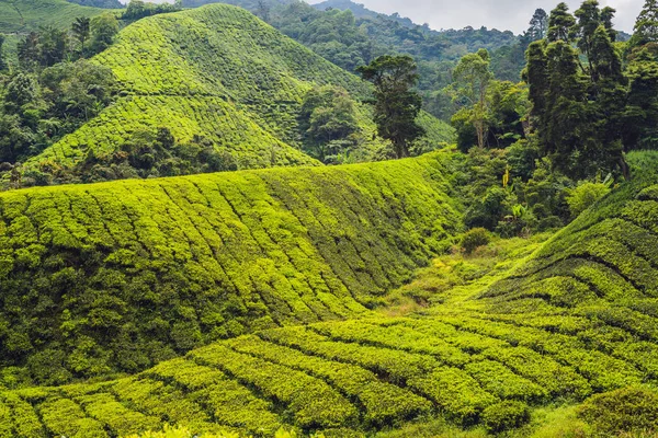 Increíble Vista Del Paisaje Plantación Puesta Del Sol Hora Del —  Fotos de Stock