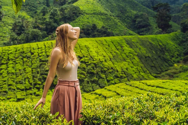 Turista Una Plantación Hojas Naturales Seleccionadas Frescas Granja Cameron Highlands —  Fotos de Stock