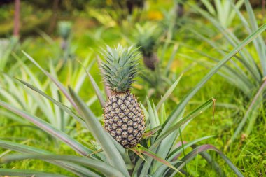 Ananas tropikal olgun meyve bahçesinde büyüyen.