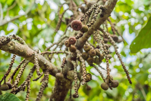 İncir ağacının dalında incir.