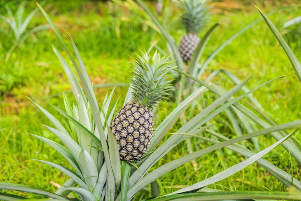 Ananas tropikal olgun meyve bahçesinde büyüyen.