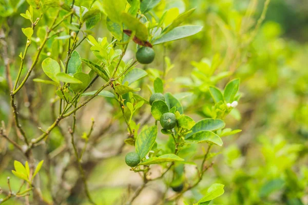 Zielony Limes Drzewie Wapno Jest Hybrydowy Owoców Cytrusowych Która Jest — Zdjęcie stockowe
