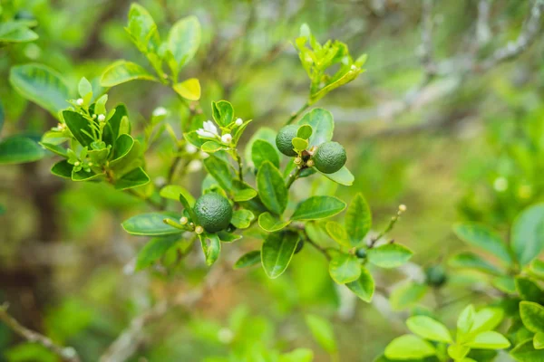 Zielony Limes Drzewie Wapno Jest Hybrydowy Owoców Cytrusowych Która Jest — Zdjęcie stockowe