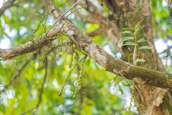 Lansium Domesticum Parasiticum Árvore Jardim Tropical — Fotografia de Stock