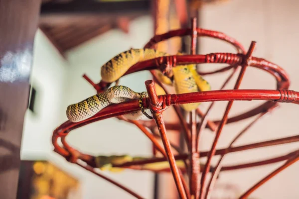 Snake Филиале Snake Felle Пинанге Малайзия — стоковое фото